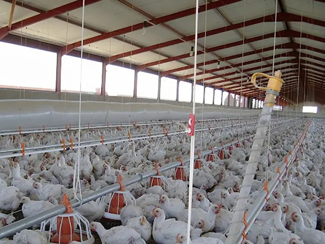 https://www.keruisteel.com/wp-content/uploads/2025/02/steel-chicken-shed-1.jpg