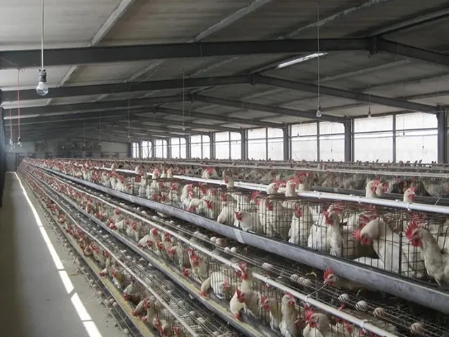 https://www.keruisteel.com/wp-content/uploads/2025/02/steel-chicken-shed-2.jpg