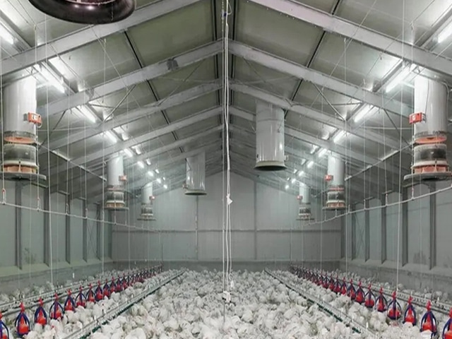 https://www.keruisteel.com/wp-content/uploads/2025/02/steel-chicken-shed-3.jpg