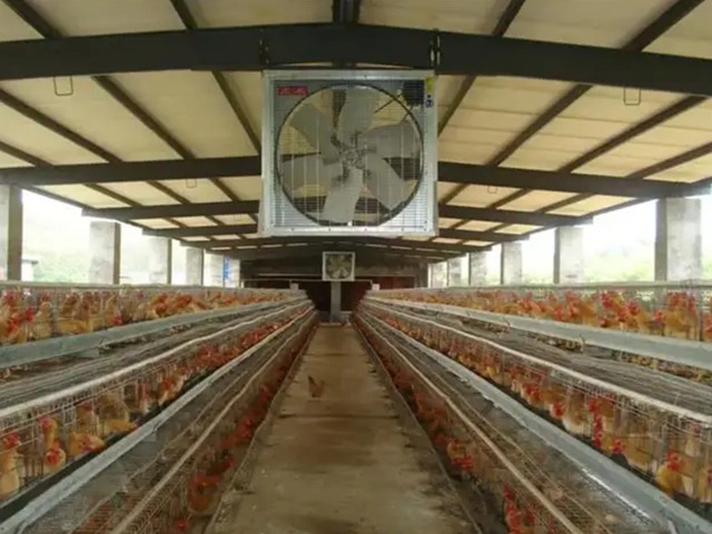 https://www.keruisteel.com/wp-content/uploads/2025/02/steel-chicken-shed-4.jpg