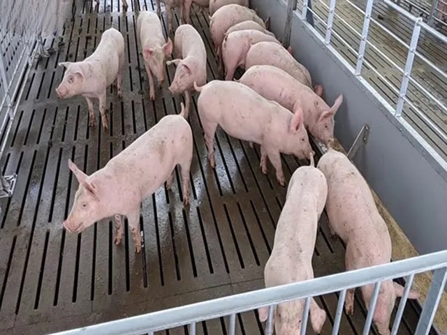 https://www.keruisteel.com/wp-content/uploads/2025/02/steel-pig-shed-2.jpg