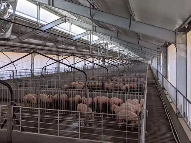 https://www.keruisteel.com/wp-content/uploads/2025/02/steel-pig-shed-4.jpg