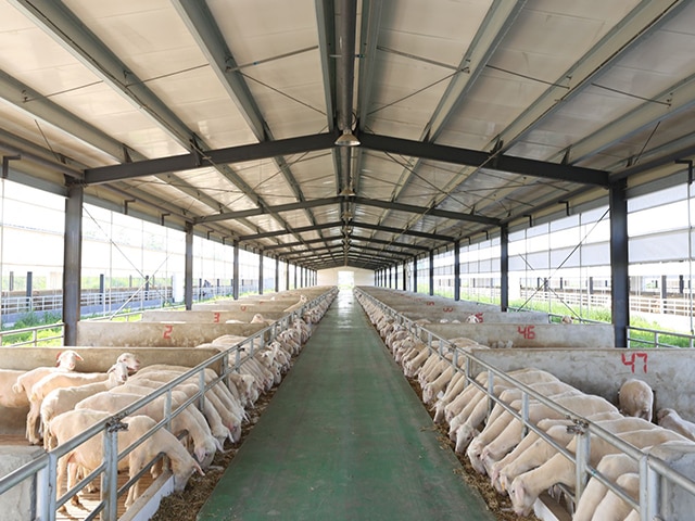 https://www.keruisteel.com/wp-content/uploads/2025/02/steel-pig-shed-5.jpg