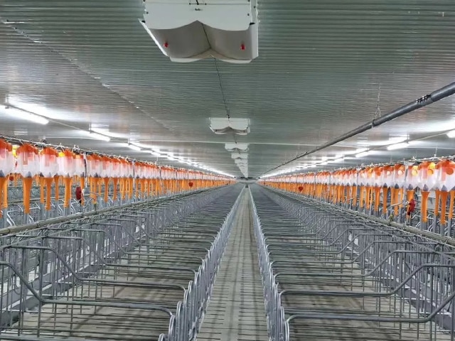 https://www.keruisteel.com/wp-content/uploads/2025/02/steel-pig-shed-6.jpg